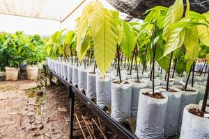 Young cocoa Tree in Nursery photo