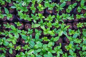 Seedlings of coffee plants in a nursery photo