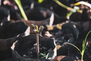 cocoa seedling and Cocoa trees is growing new on the farm photo