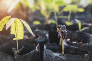 cocoa seedling and Cocoa trees is growing new on the farm photo