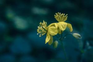 Two yellow wild forest flowers on blurred blueish background photo