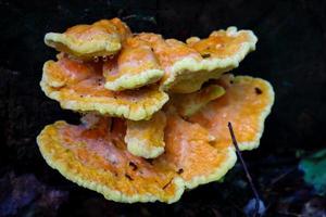 Yellow textured wood mushroom on dark background photo