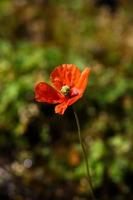 Red poppy flower on dark blurred background vertical photo