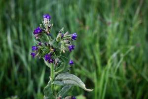 Blue field flower with insects and long leaves background photo