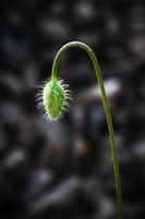 Closed poppy flower bud hover over leaves on blurred dark nature background photo