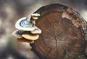 Wild young mushrooms growing on tree log photo
