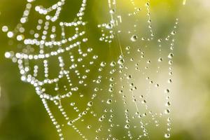 Tela de araña con rocío meciéndose en el viento vista cercana con fondo verde borroneada foto