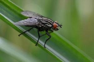 mosca grande en una hoja verde foto