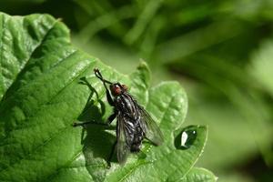 Large fly on a green leaf photo