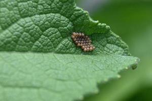 On the green leaf a lot of parasite eggs photo