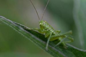 saltamontes verde sobre una hoja verde foto