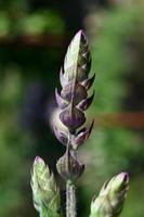 Ornamental sage bud photo