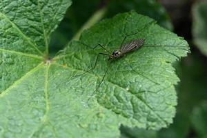 Large mosquito on a green leaf photo