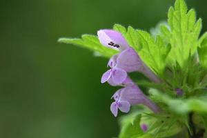 ortiga flor morada foto