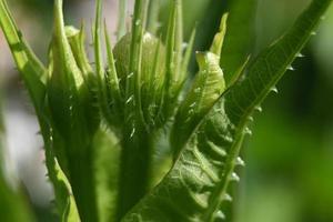 flores perennes brote verde foto