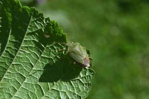 Green bedbug on a green leaf photo