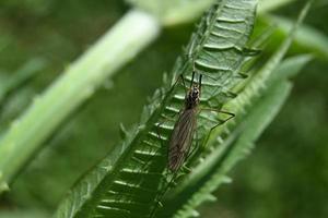 On a green big mosquito photo