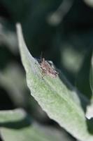 Saltamontes abigarrado en una hoja verde foto