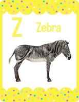 Alphabet flashcard with letter Z for Zebra vector