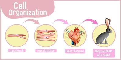 Diagram showing cell organization in a rabbit vector