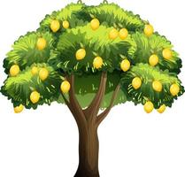 Lemon tree isolated on white background vector