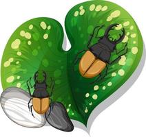 Top view of many stag beetles on a leaf isolated vector