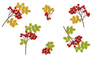 Set of rowan branches with red berries and yellow autumn and green summer leaves. Hand drawn vector isolated illustration