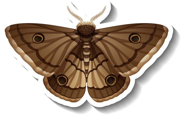 A sticker template with butterfly or moth isolated