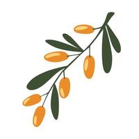 Sea Buckthorn Berries Branch. The concept of realistic image of medical plants, herbs. Designed to create package of health, beauty natural products. Fresh ripe berries with leaves. Vector