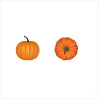 isolated pumpkin illustration. top and side view vector