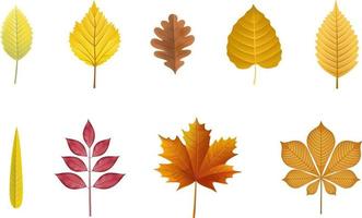 set of isolated fall leaves. autumn leaves vector