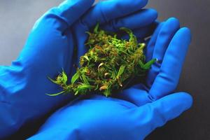 Medical marijuana in the hands of a doctor in blue medical gloves. cannabis buds in the hands of a general practitioner close up top view photo