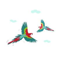 Two beautiful Macaws are circling in the sky vector