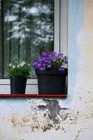 Flower pot on the street photo