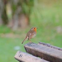 pájaro en la naturaleza foto