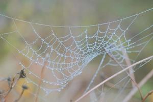 Spider web on the flower plant photo