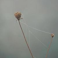 telaraña en la planta de flor foto