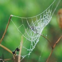 Spider web on the flower plant photo