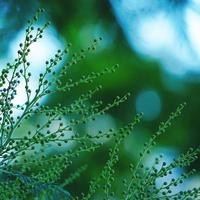 Green plant leaves in springtime green background photo