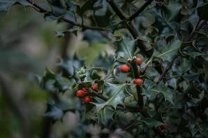 Green tree leaves in the nature in springtime photo