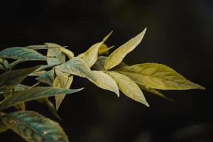 Green tree leaves in the nature in springtime photo