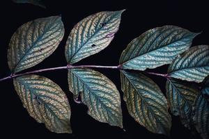 hojas de árbol verde en la naturaleza en primavera foto