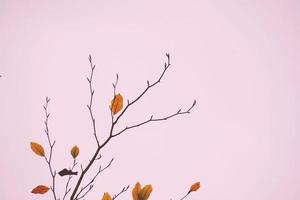 Red and green tree leaves in autumn season photo