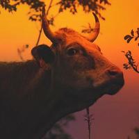 retrato de vaca marrón en el prado foto