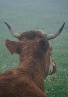 retrato de vaca marrón en el prado foto