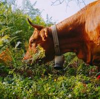 Brown cow portrait in the meadow photo