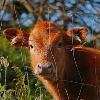 Brown cow portrait in the meadow photo