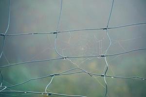 Tela de araña en la valla de alambre de púas en la naturaleza foto