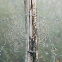 Tela de araña en la valla de alambre de púas en la naturaleza foto