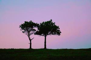 Trees in the forest in the nature in autumn season photo